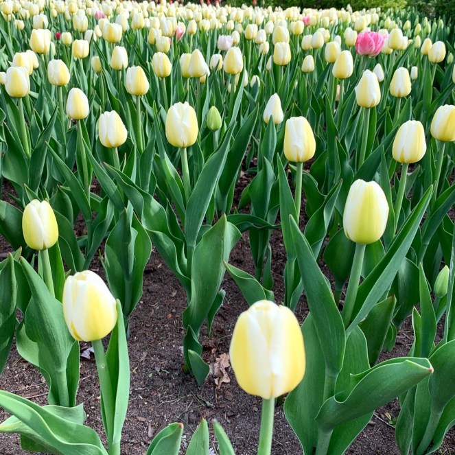 2E691B1C-567E-4D66-BB84-D5A8F8083096